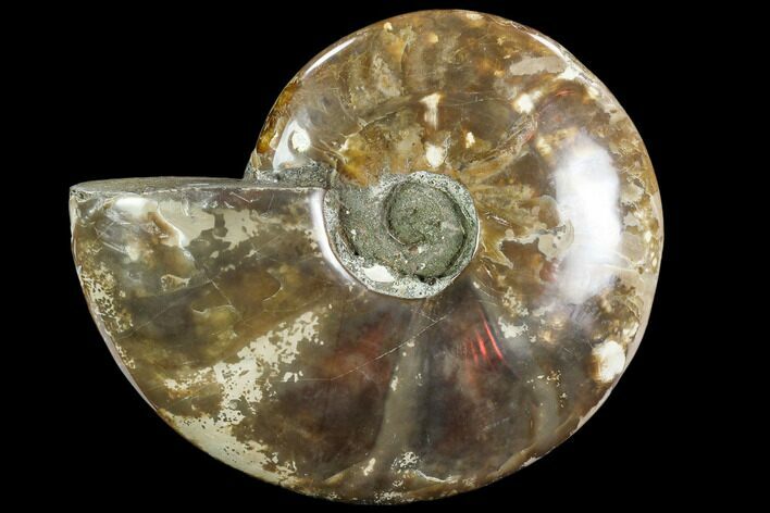 Polished Ammonite (Cleoniceras)- Madagascar #108248
